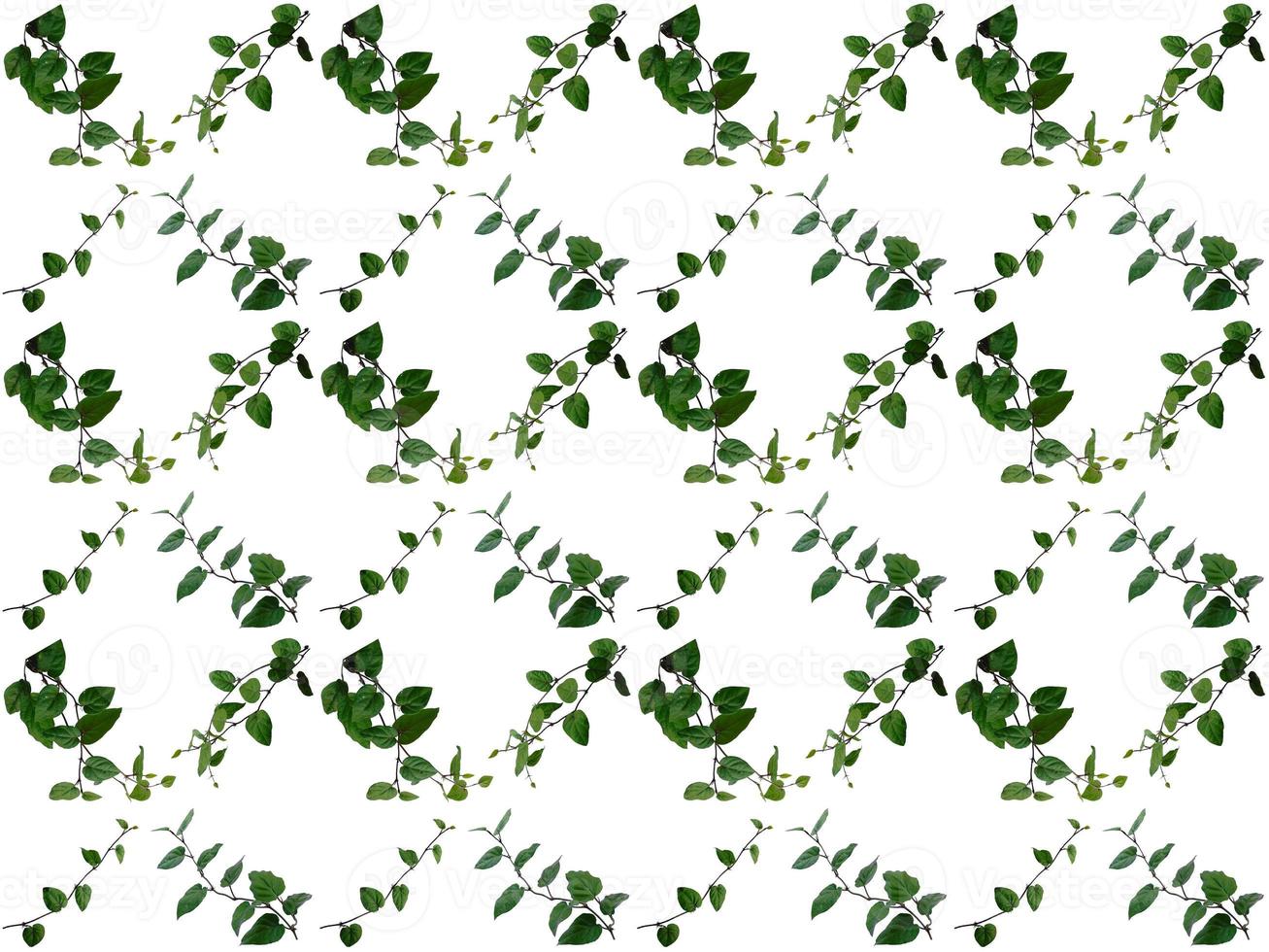 Pattern Leaves on a white background photo