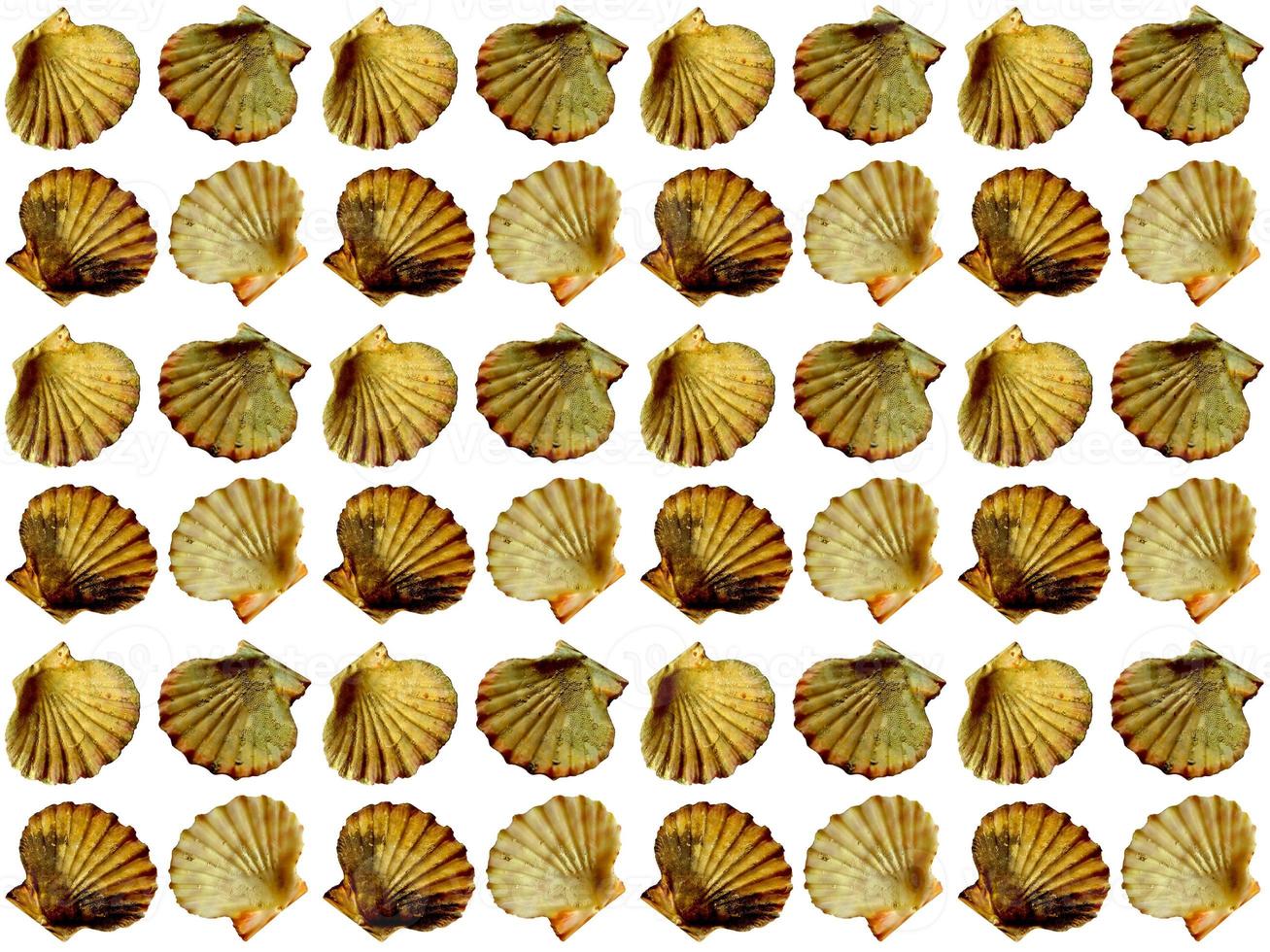 Seashell pattern on a white background photo