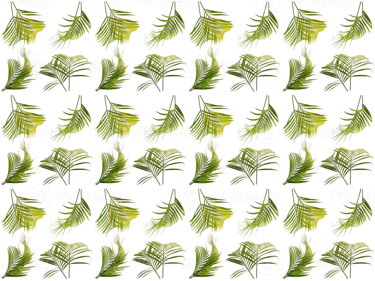 Pattern Leaves on a white background photo