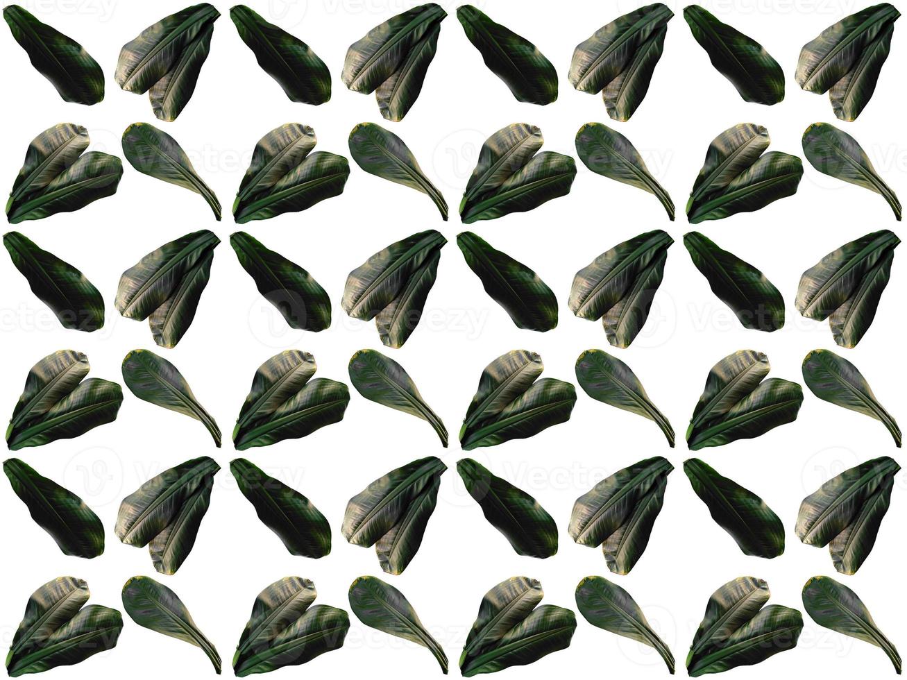 Pattern Leaves on a white background photo