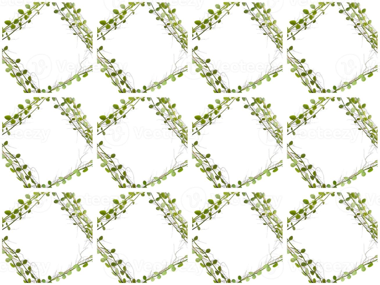 Leaves pattern on a white background photo