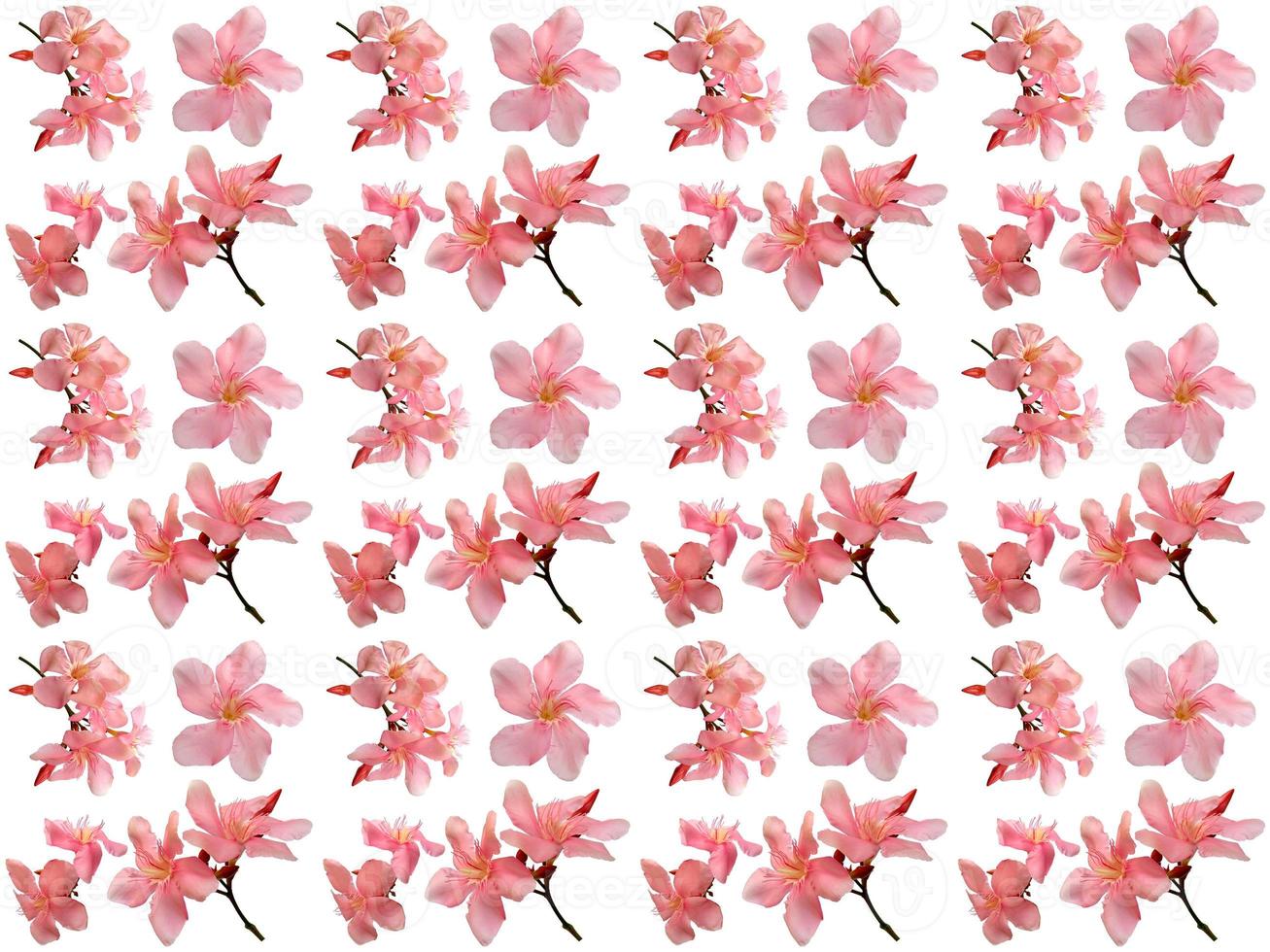 Flowers Pattern on a white background photo