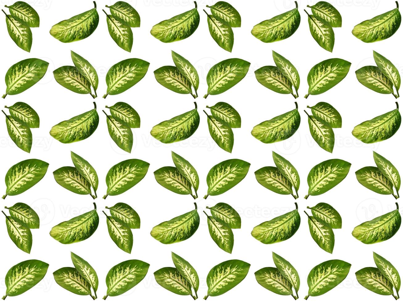 Leaves pattern on a white background photo