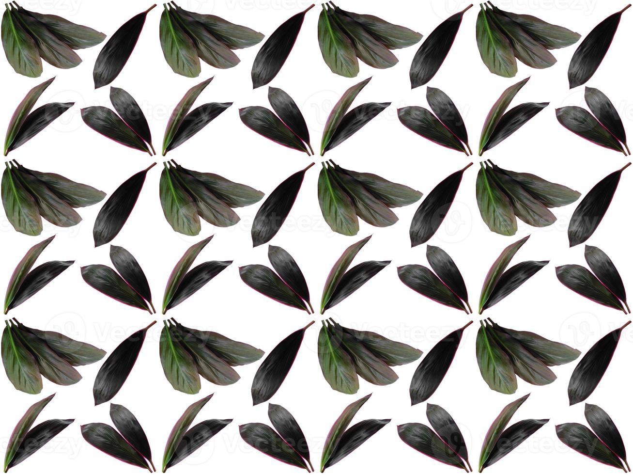 Leaf pattern on a white background photo