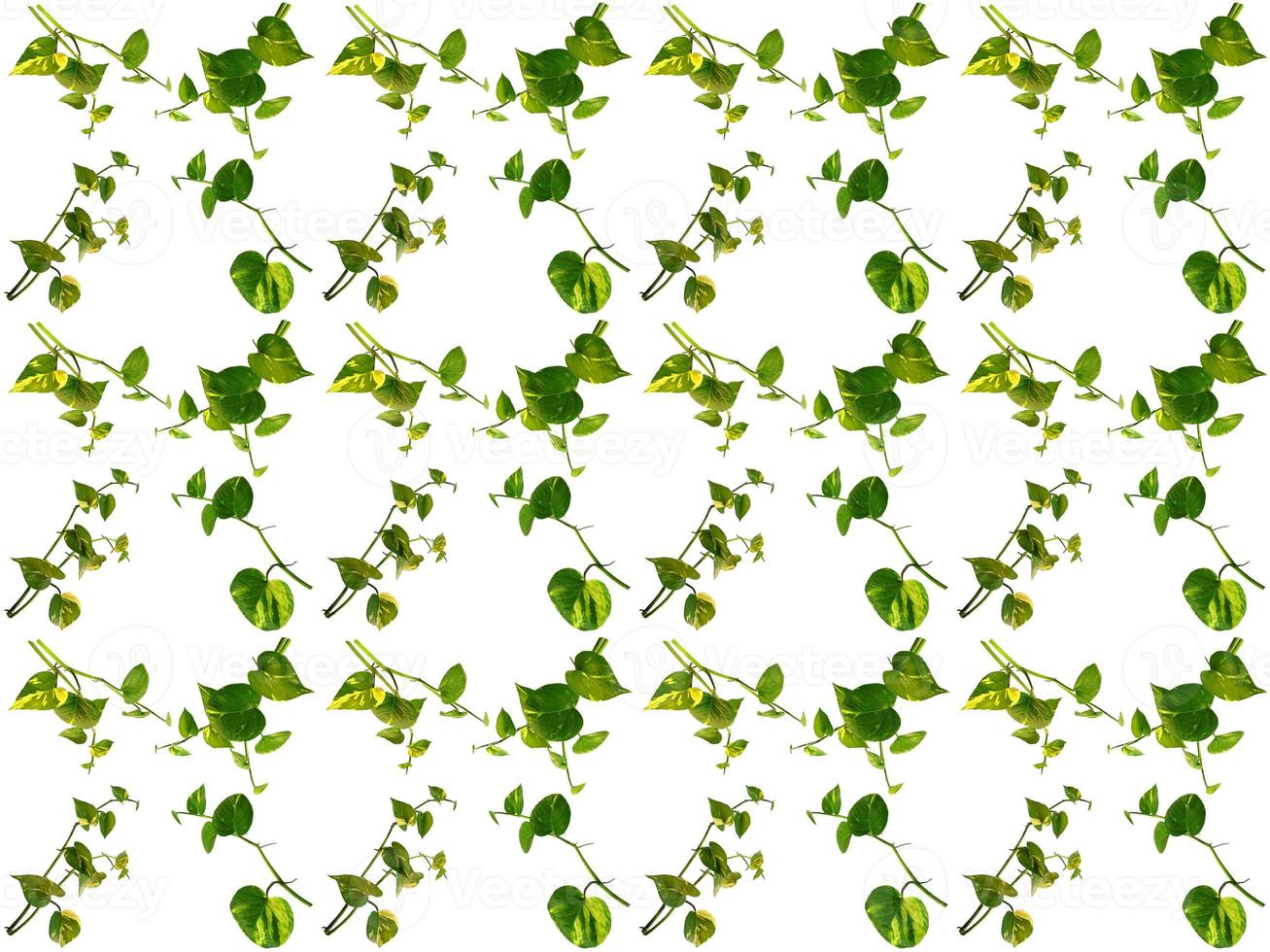 Pattern Leaves on a white background photo