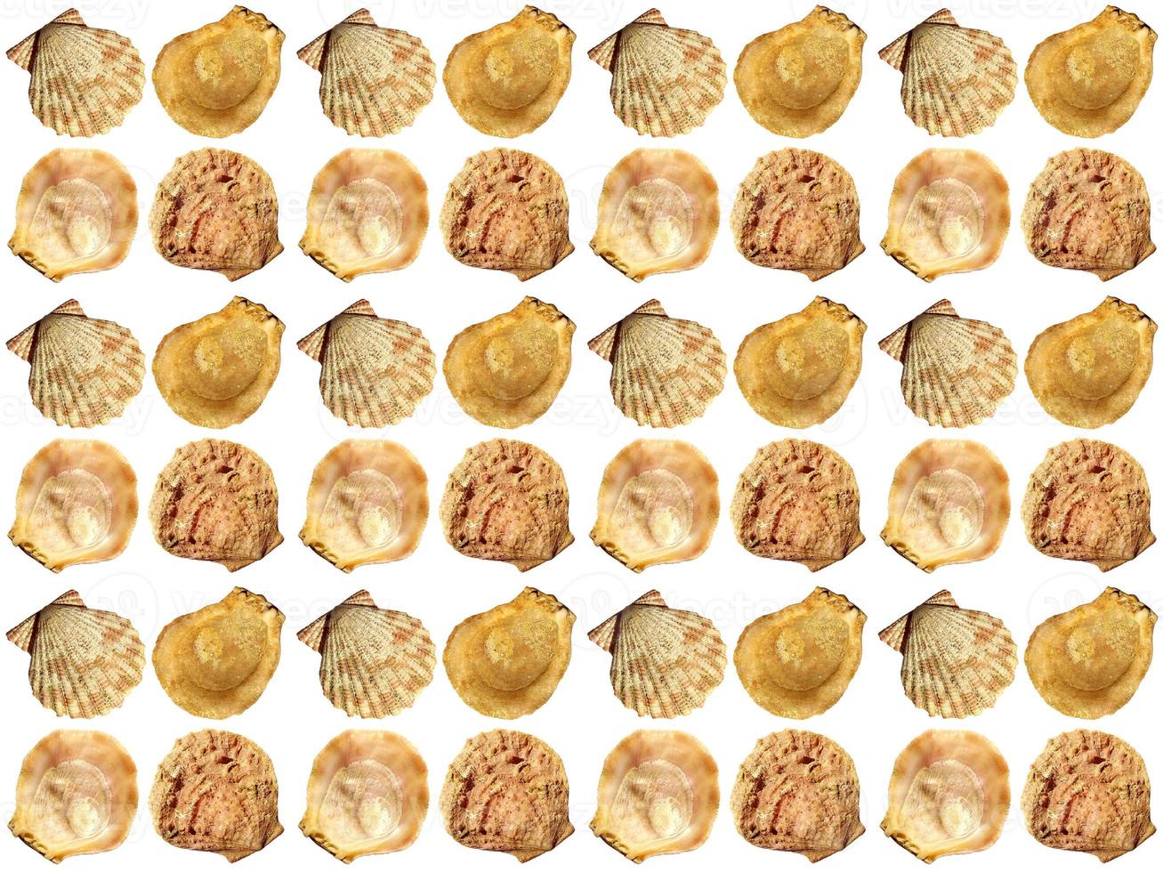 Seashell pattern on a white background photo