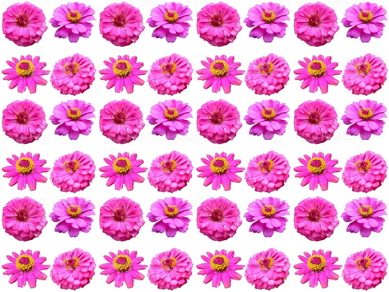 Floral Pattern on a white background photo