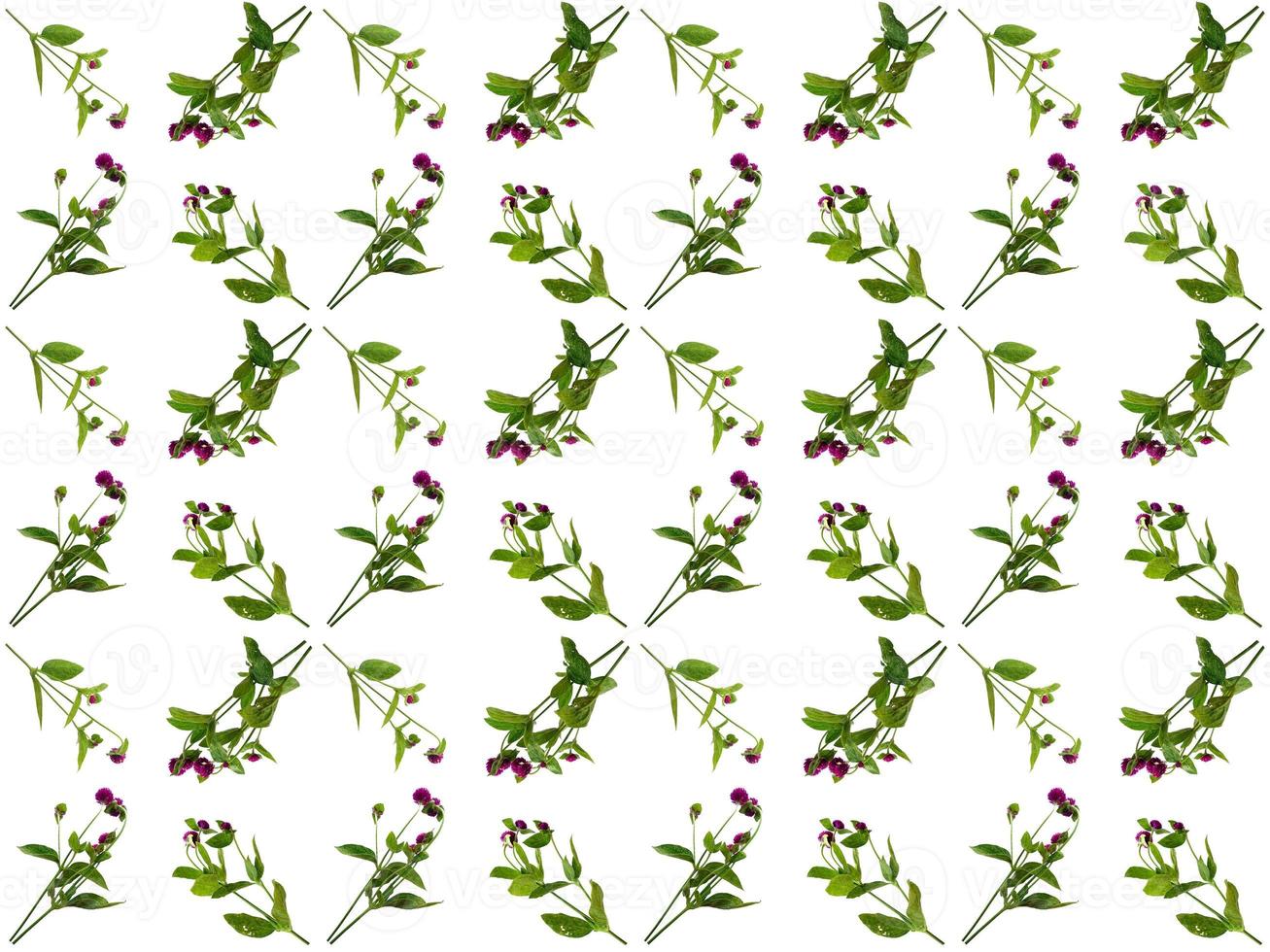 pattern Flowers on a white background photo