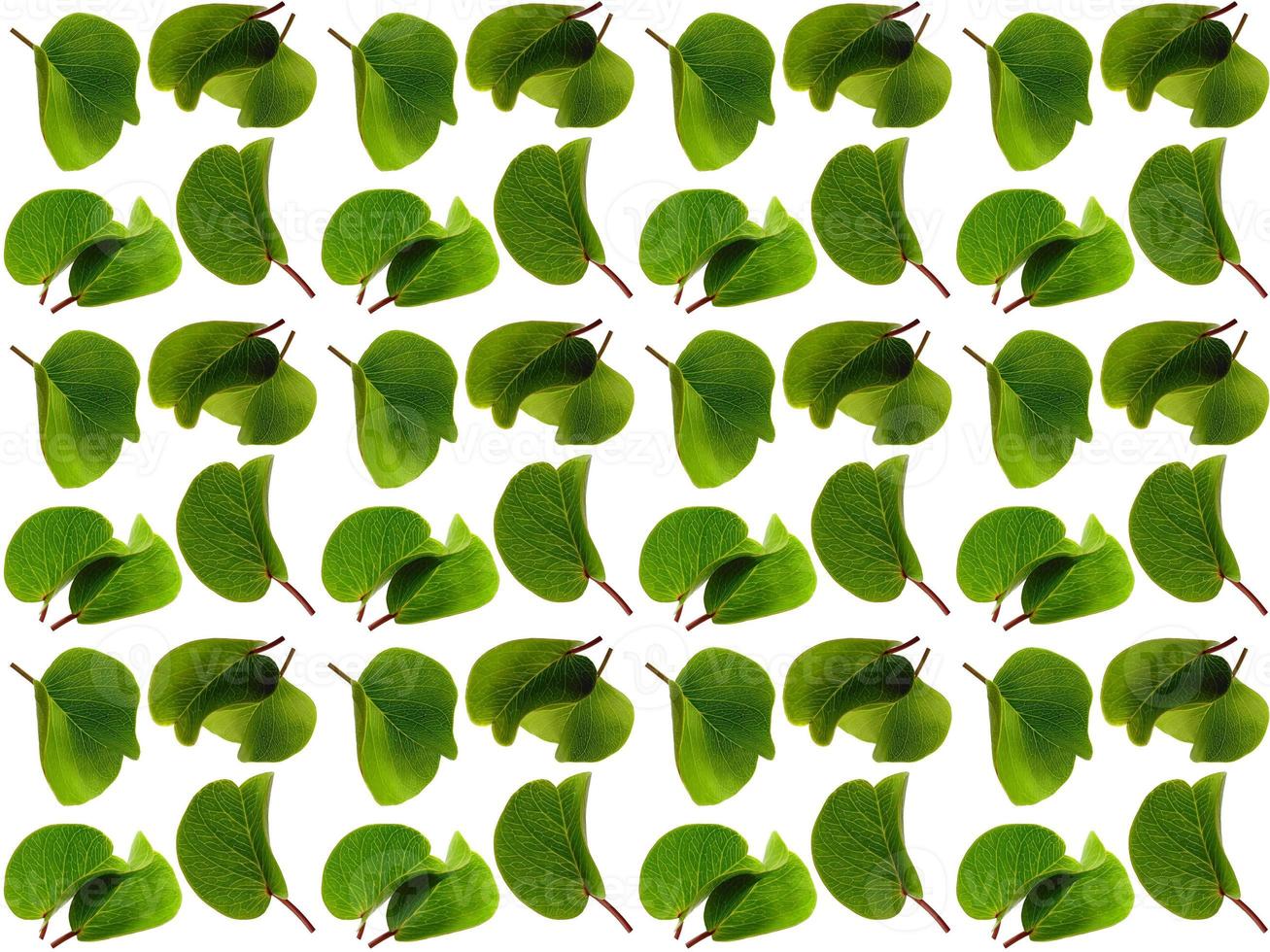 Pattern Leaf on a white background photo