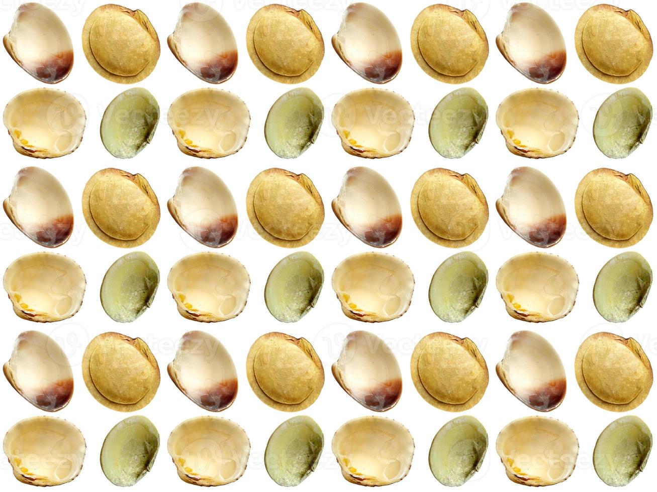 Seashell pattern on a white background photo