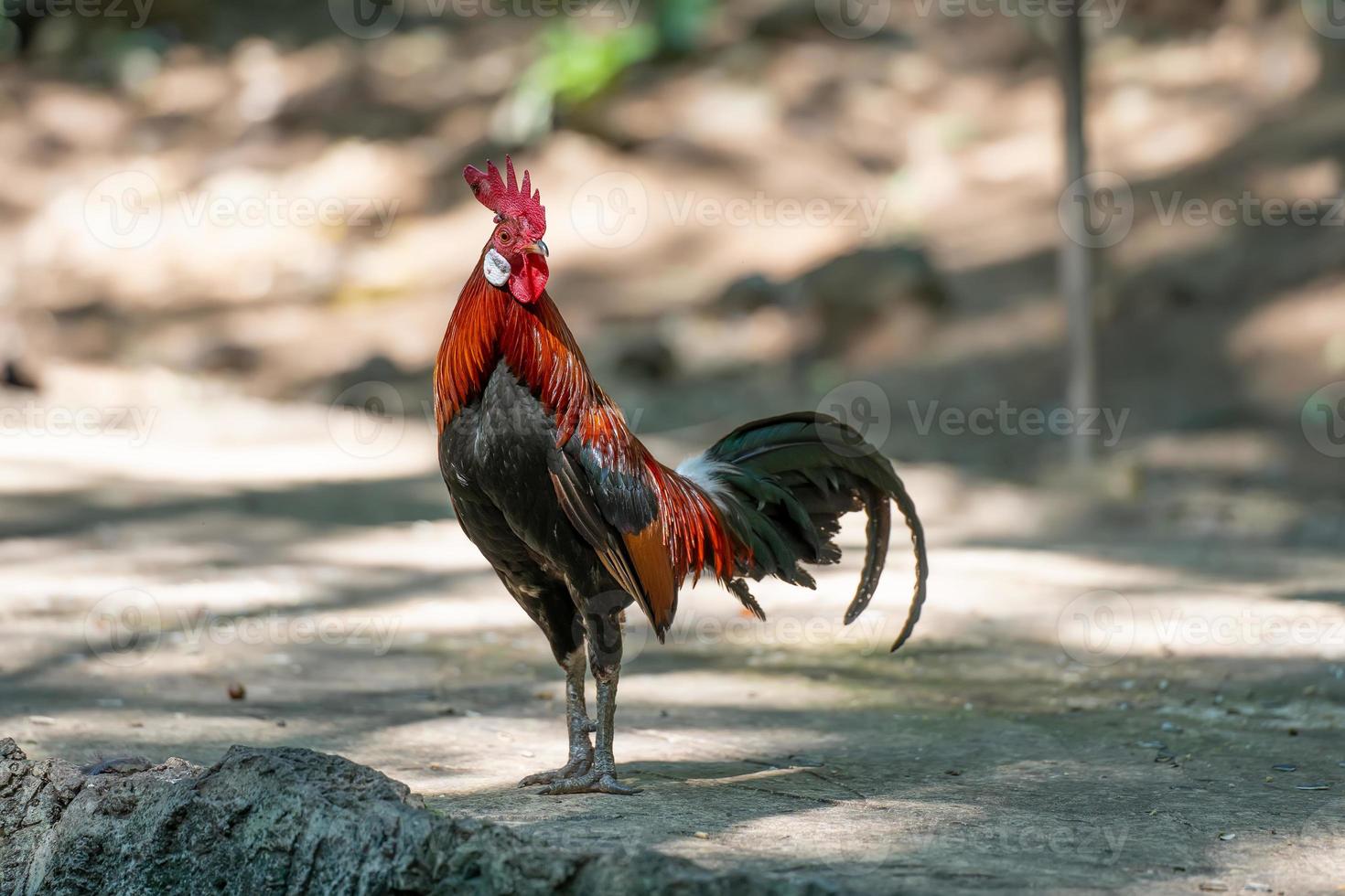 Bantam cock ,Beautiful Thai bantam chicken in fram after the rain stops. Animal conservation and protecting ecosystems concept. photo