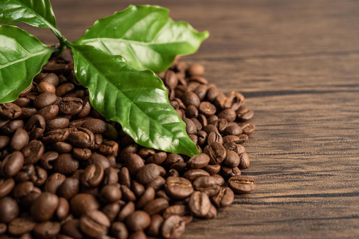Coffee bean medium roasted with leaf in fresh morning. 7814132 ...