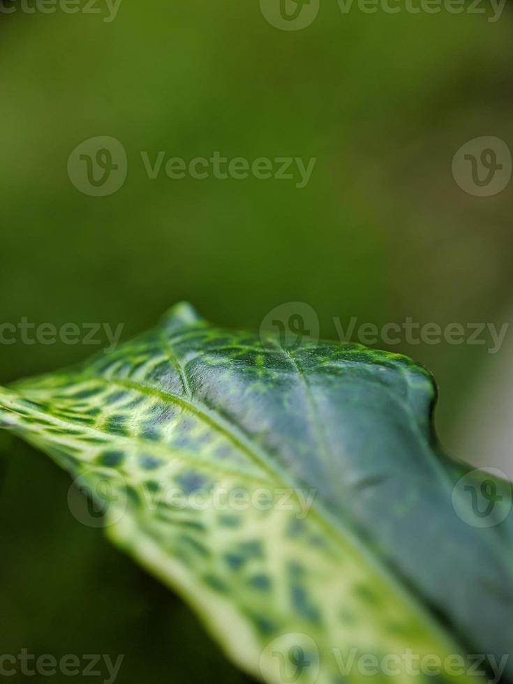 macro, unique texture of beautiful leaves photo