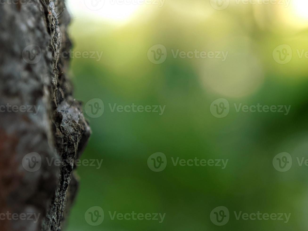 photography macro, tree bark with natural and beautiful blur background photo
