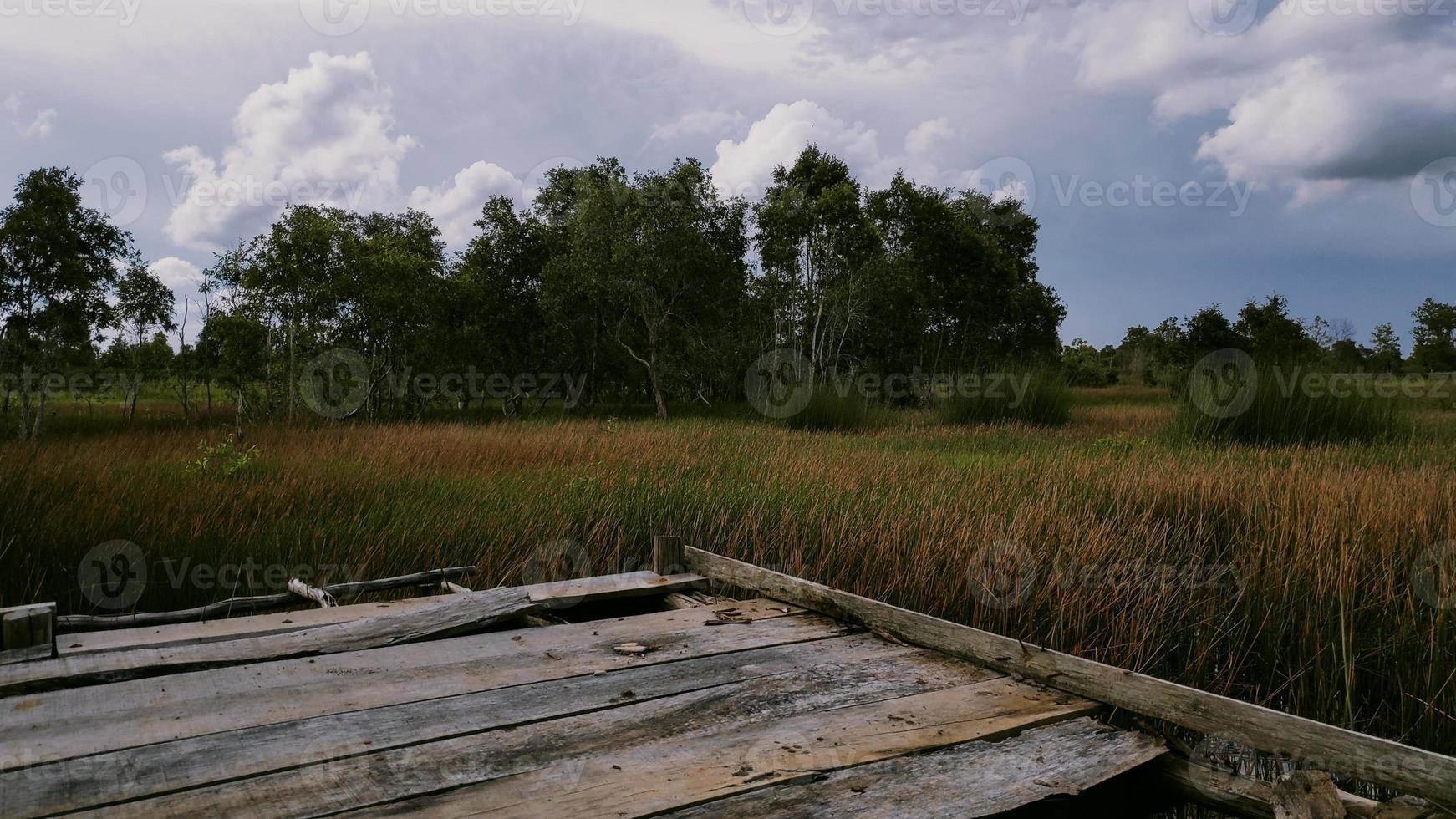 photo of a vast and beautiful swamp