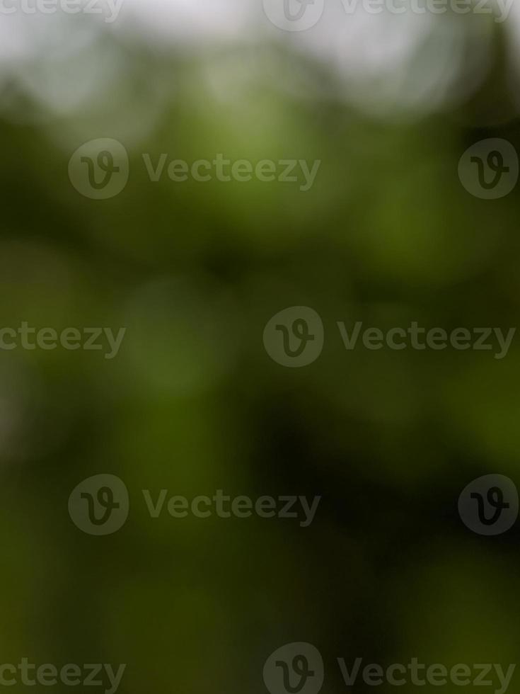 Blur image, beautiful natural green background photo