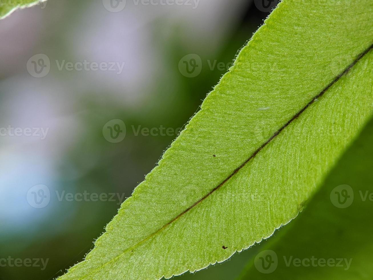 macro photo, focus, detail of wild plant foliage photo