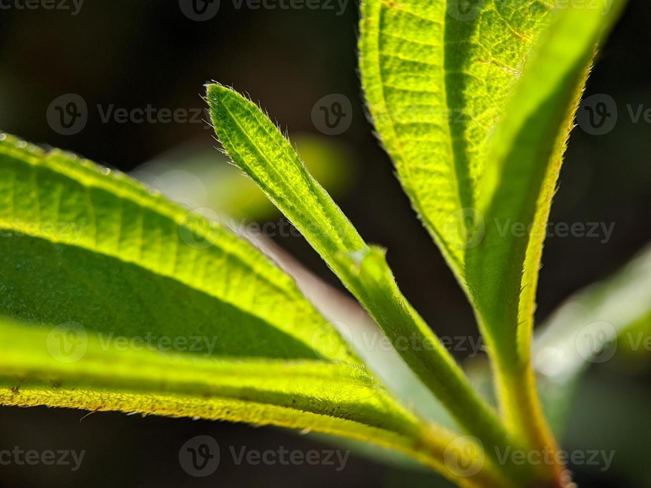 macro photo, focus, detail of wild plant foliage photo