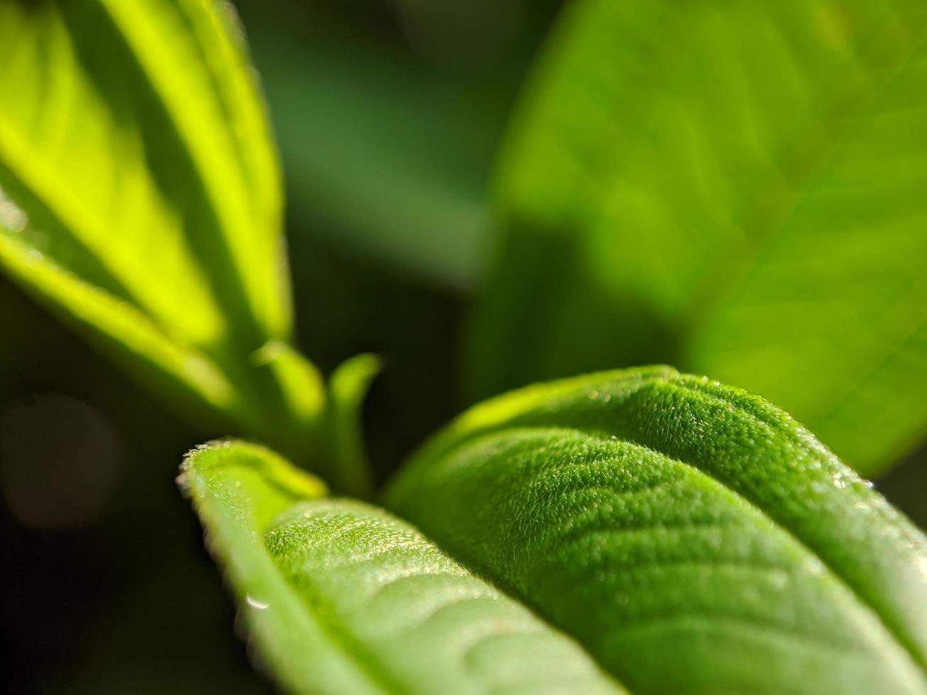 close up photo, wild greenery, beautiful background photo