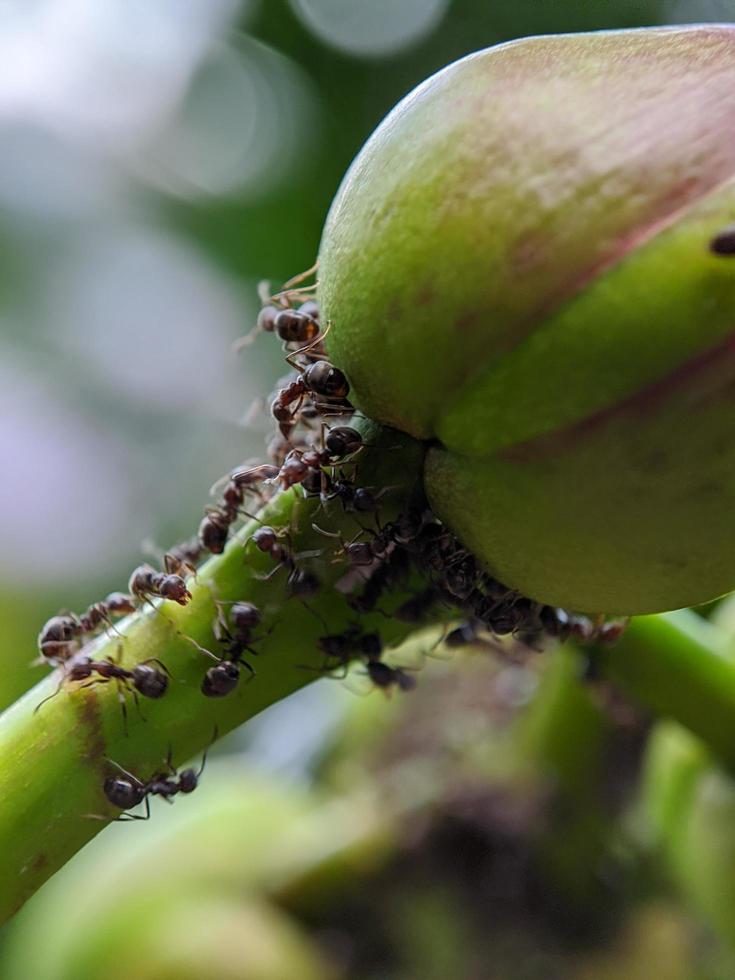 macro photography, beautiful and unique natural growth photo