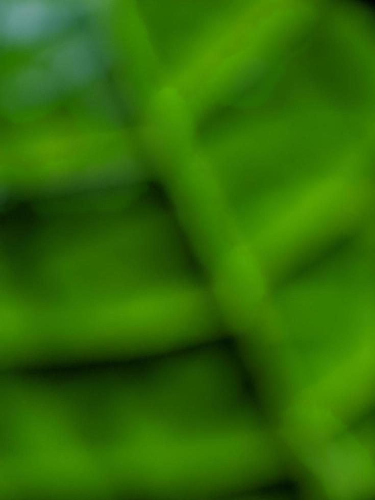 defocused natural green abstract image background photo