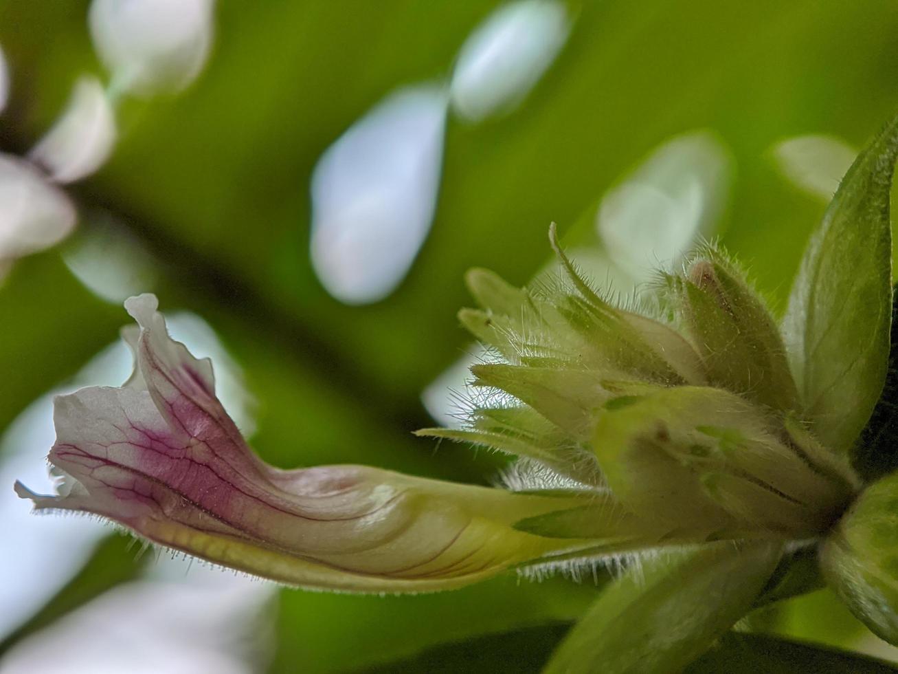 macro photography, beautiful and unique natural growth photo