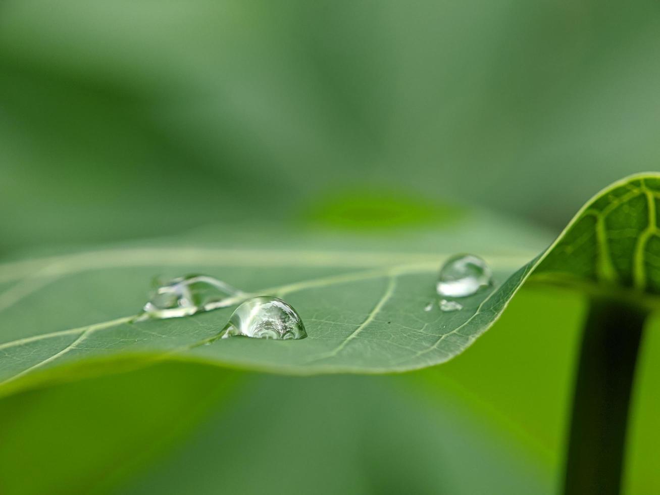 macro photo, green nature leaves and beautiful dew drops photo