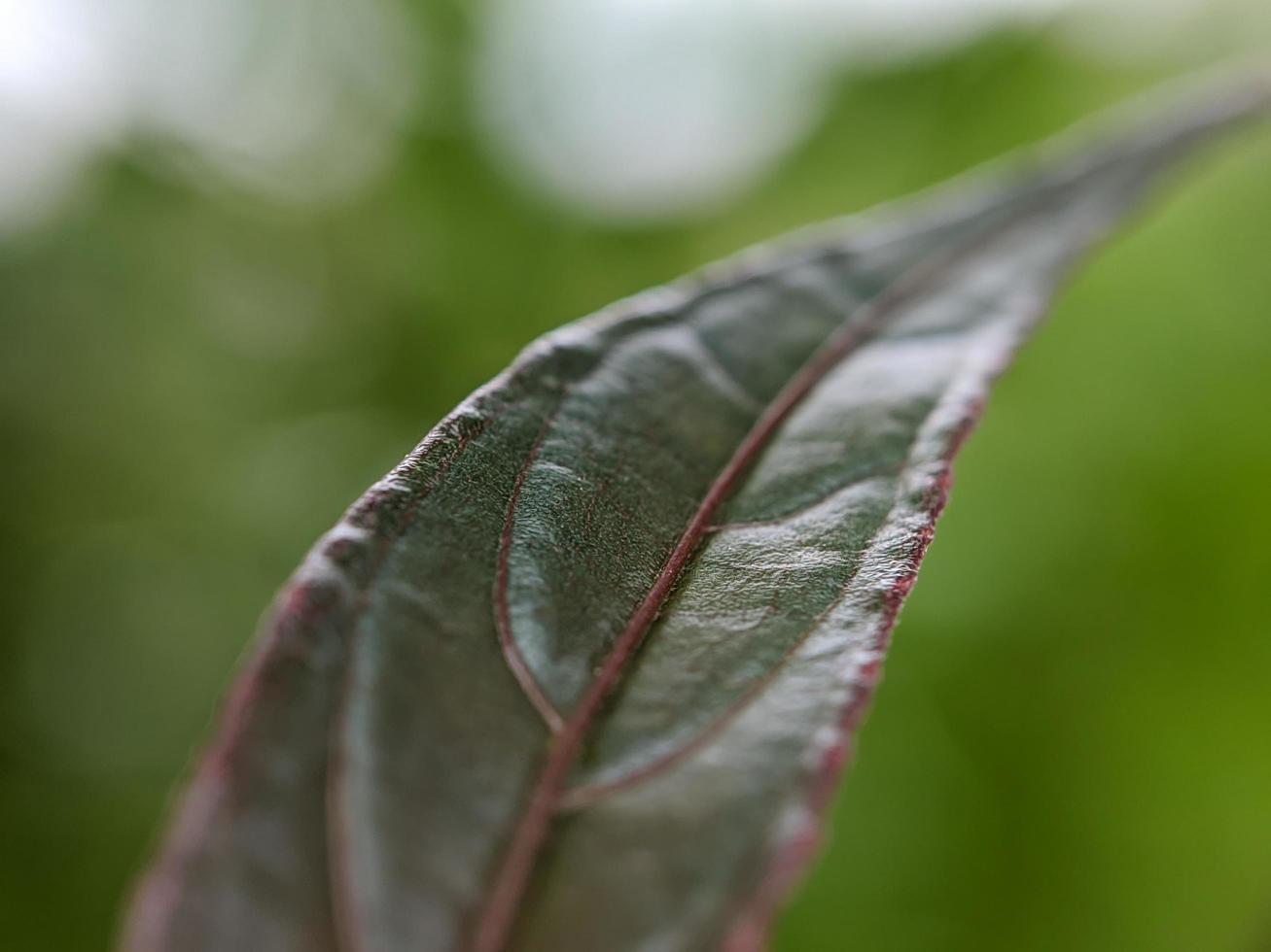 fotografía macro, hermoso y único crecimiento natural foto