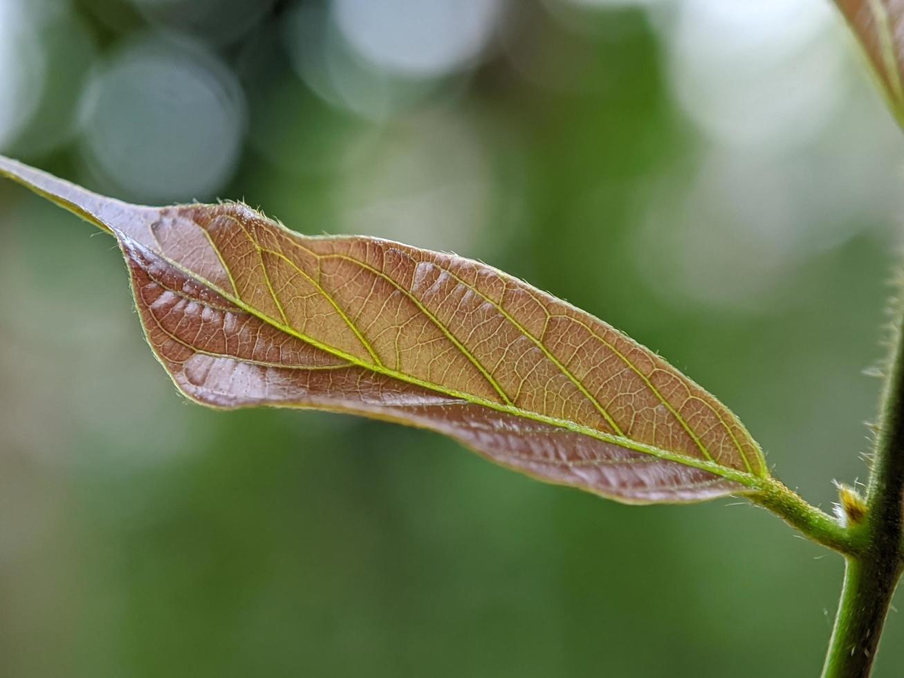 macro photography, beautiful and unique natural growth photo