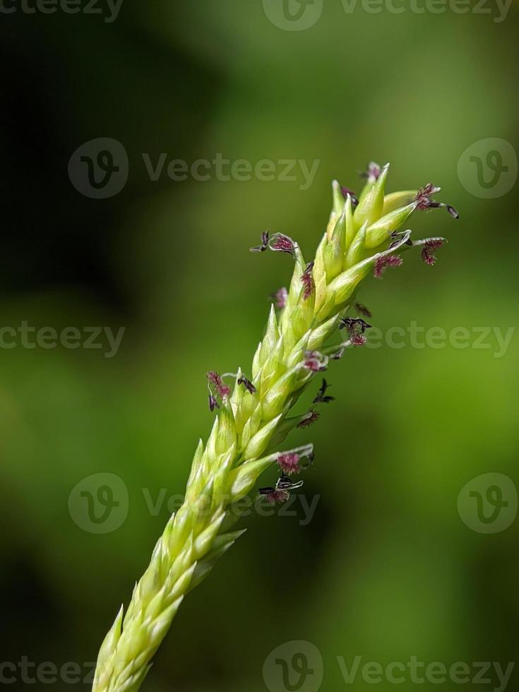 macro photography, unique flower details of wild grass plants photo