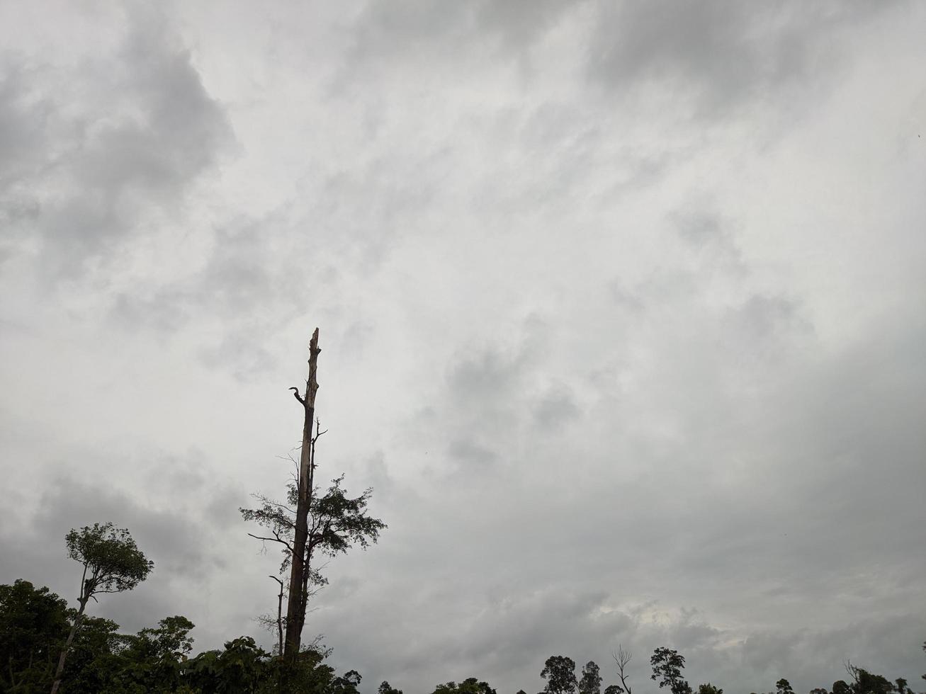 en la silueta de los árboles y contra el cielo con espesas nubes foto