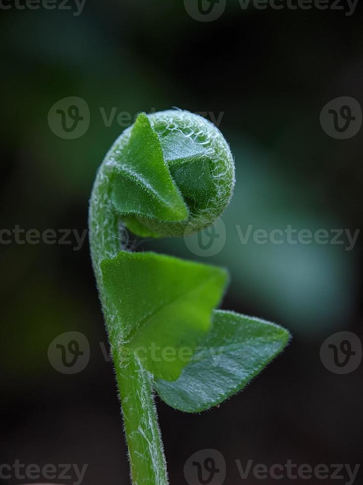 macro photography, unique natural plants, closeup photo