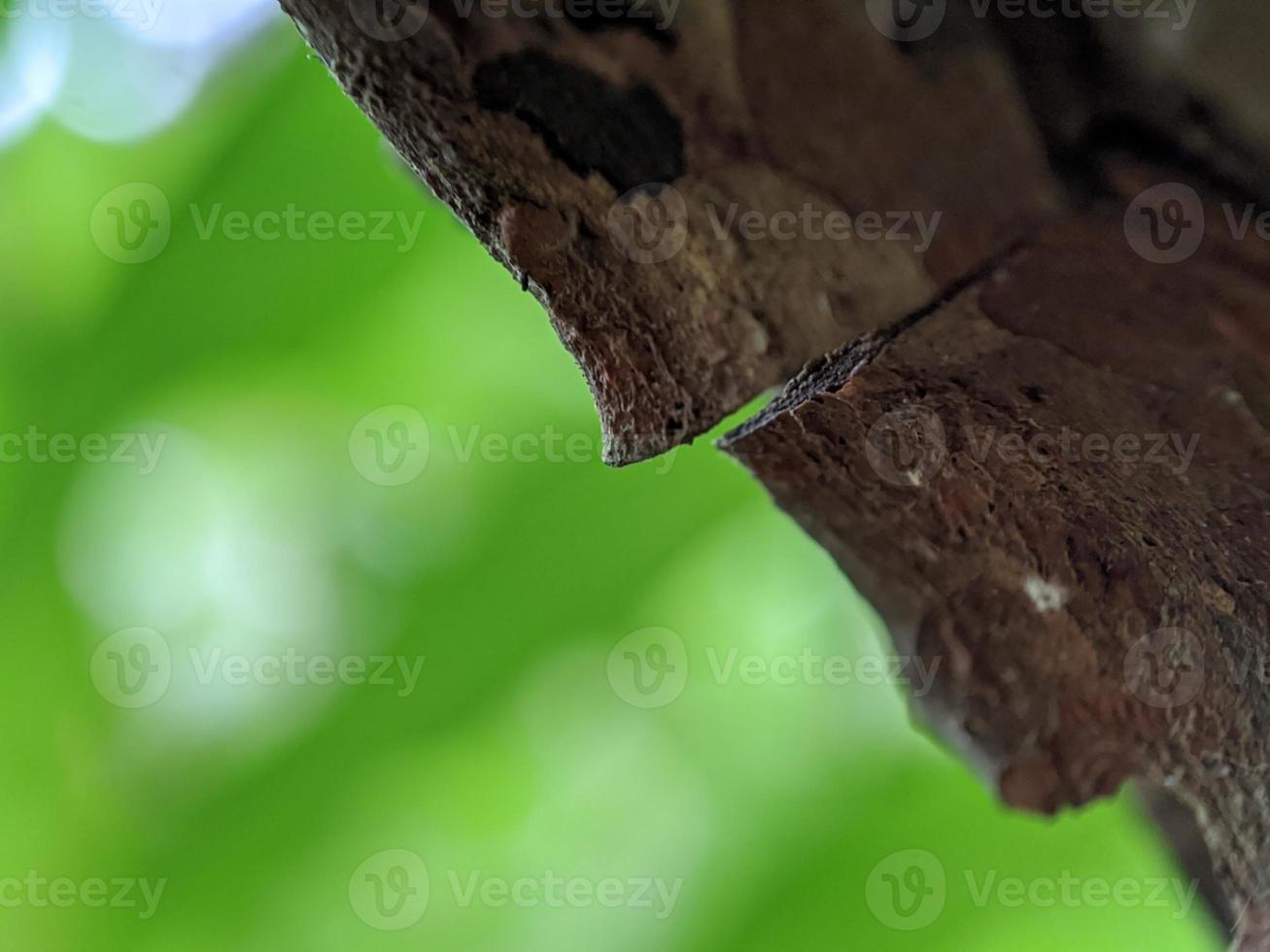 macro photos, green nature and tree bark objects photo