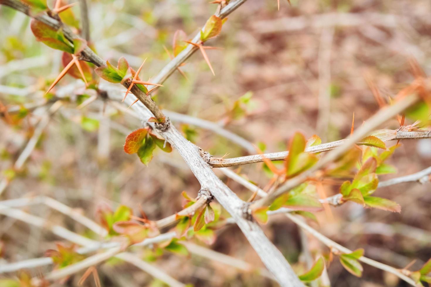Barberry branch in early spring season. photo