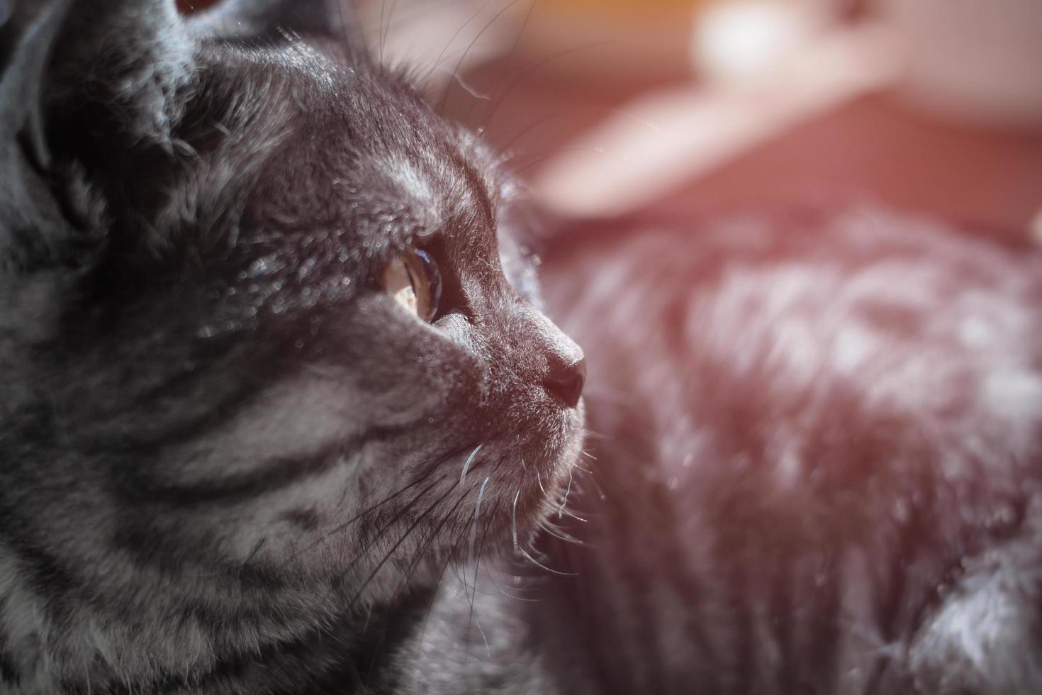 Profile photo of a cat in warm backlight. 7816840 Stock Photo at Vecteezy