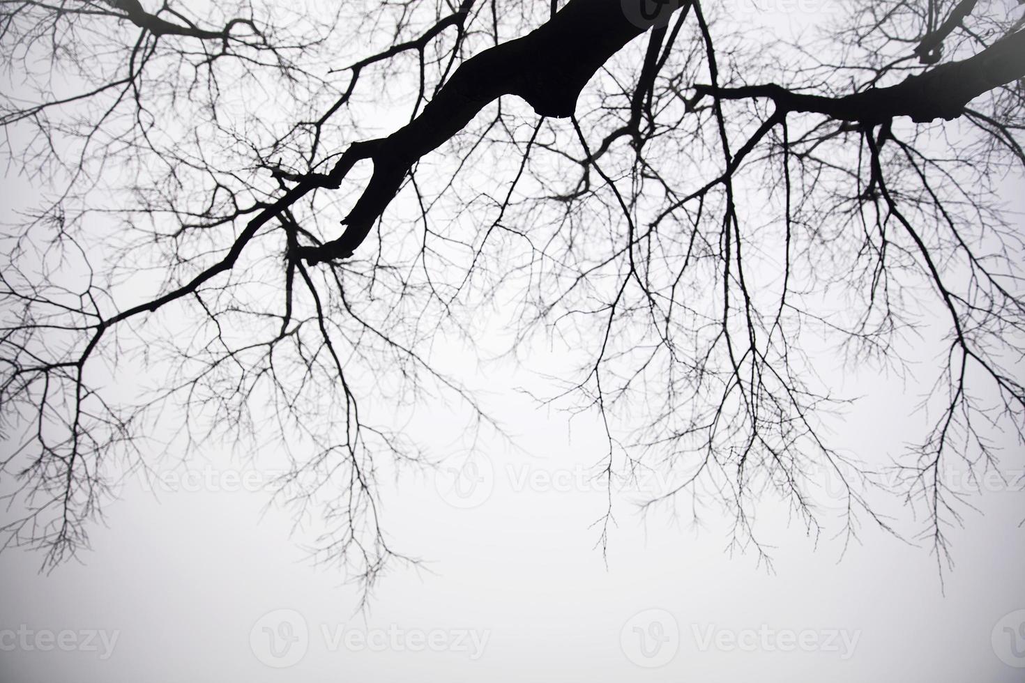 Trees in the foggy winter day photo