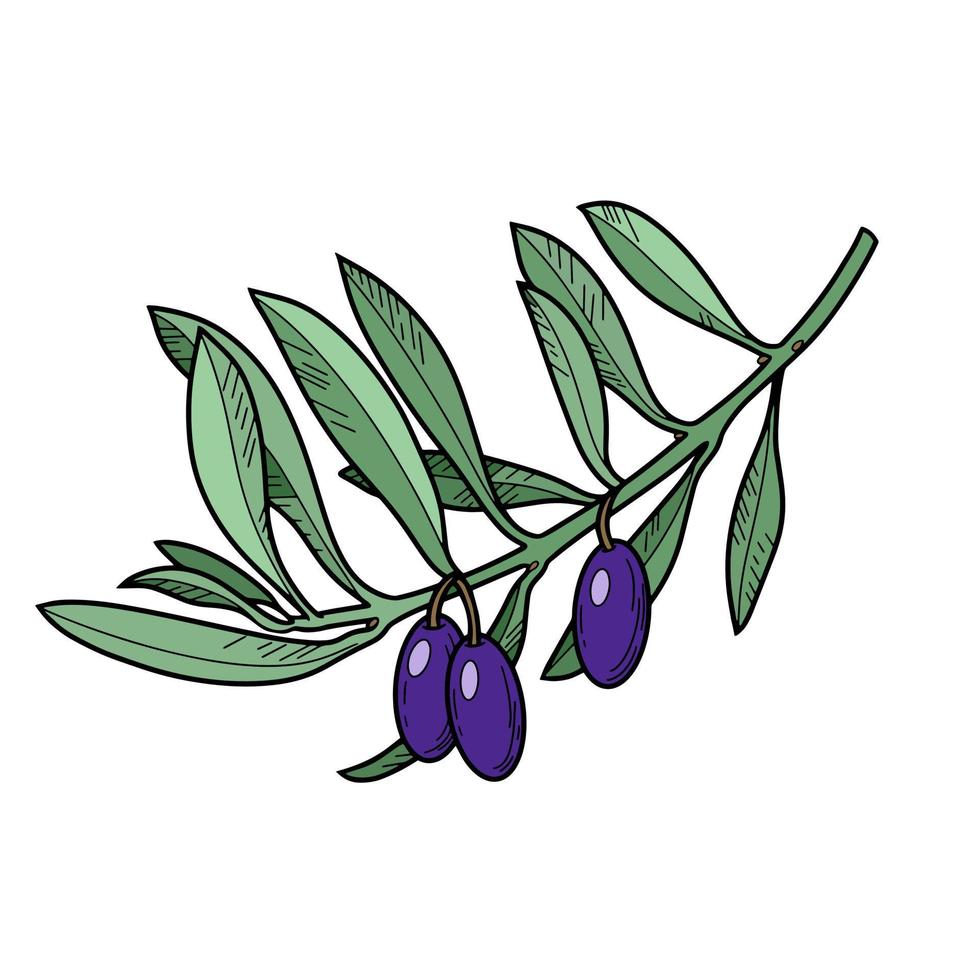 Colored olive tree branch with dark olive berries, line, botanical illustration on a white background vector