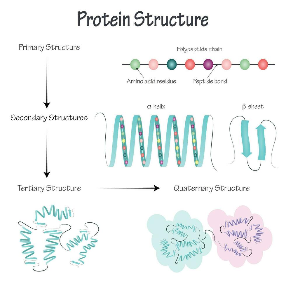 ilustración vectorial de la estructura de la proteína vector