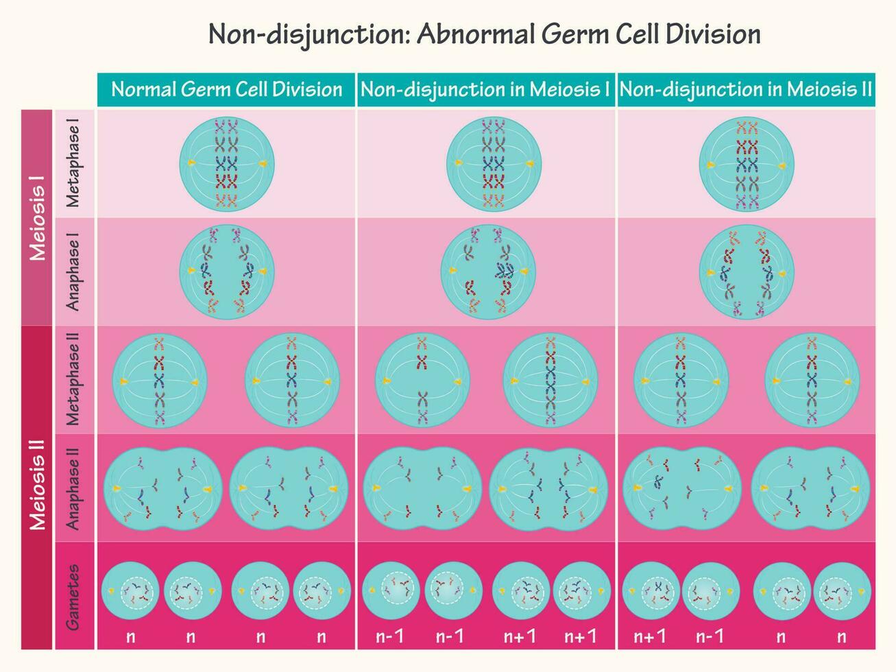 Nondisjunction Abnormal Germ Cell Division vector