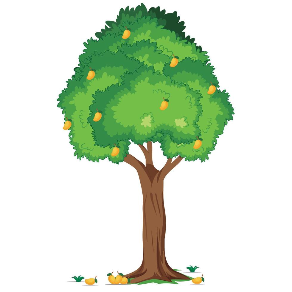 árbol de mango sobre fondo blanco vector