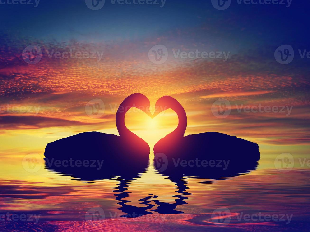 Two swans making a heart shape at sunset photo