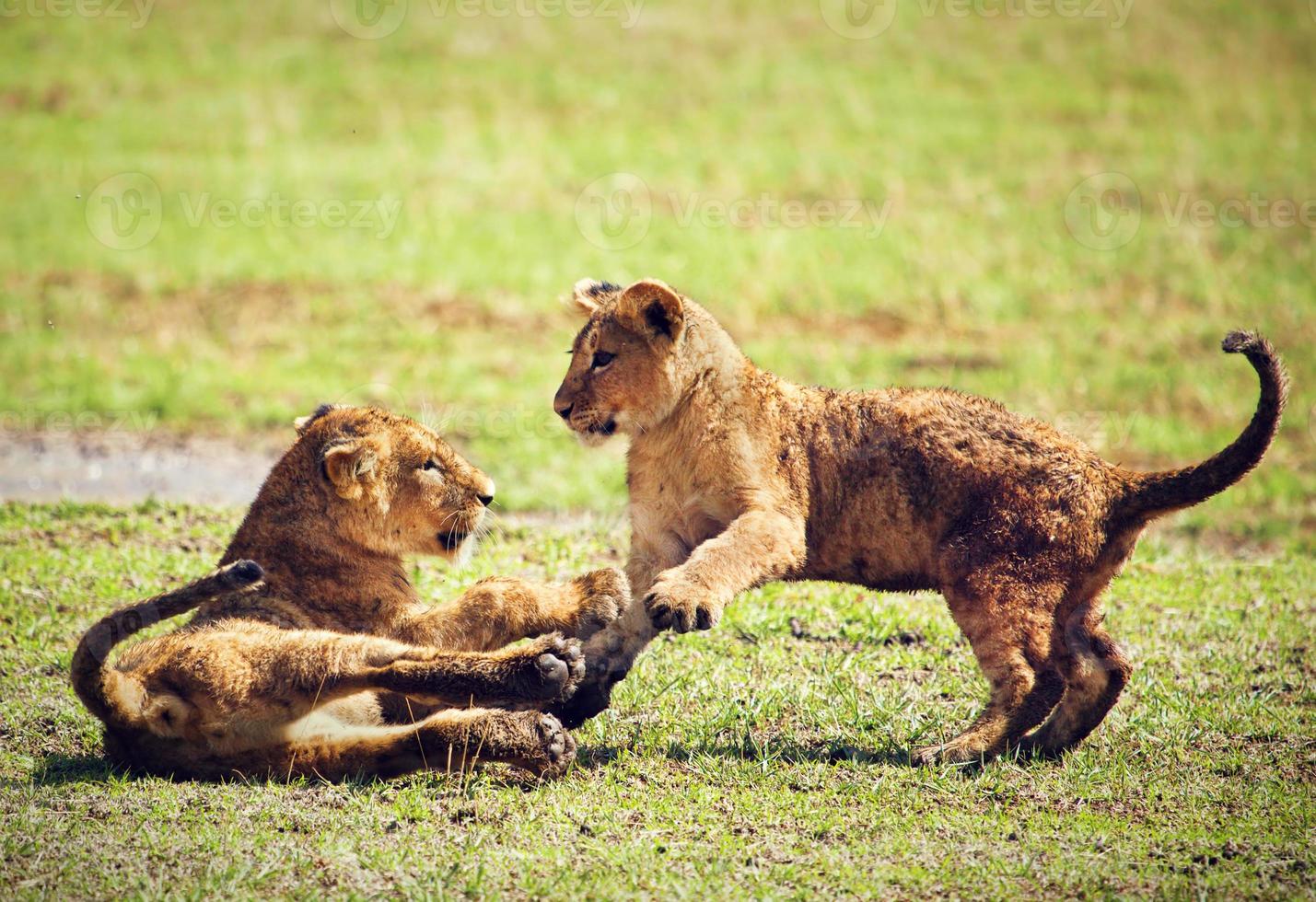 Small lion cubs playing. Tanzania, Africa photo