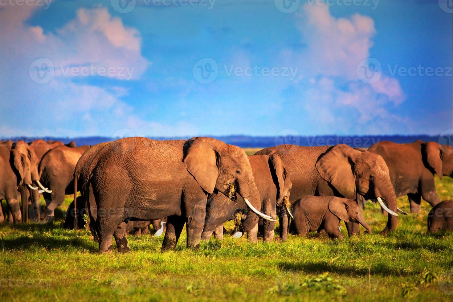 Elephants herd on savanna. Safari in Amboseli, Kenya, Africa photo