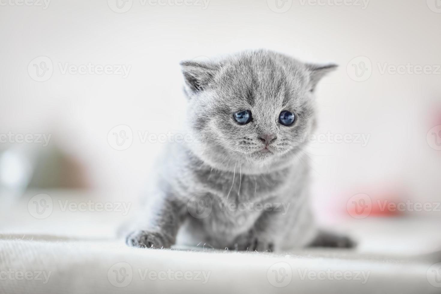 Cute kitten on bed. British Shorthair photo