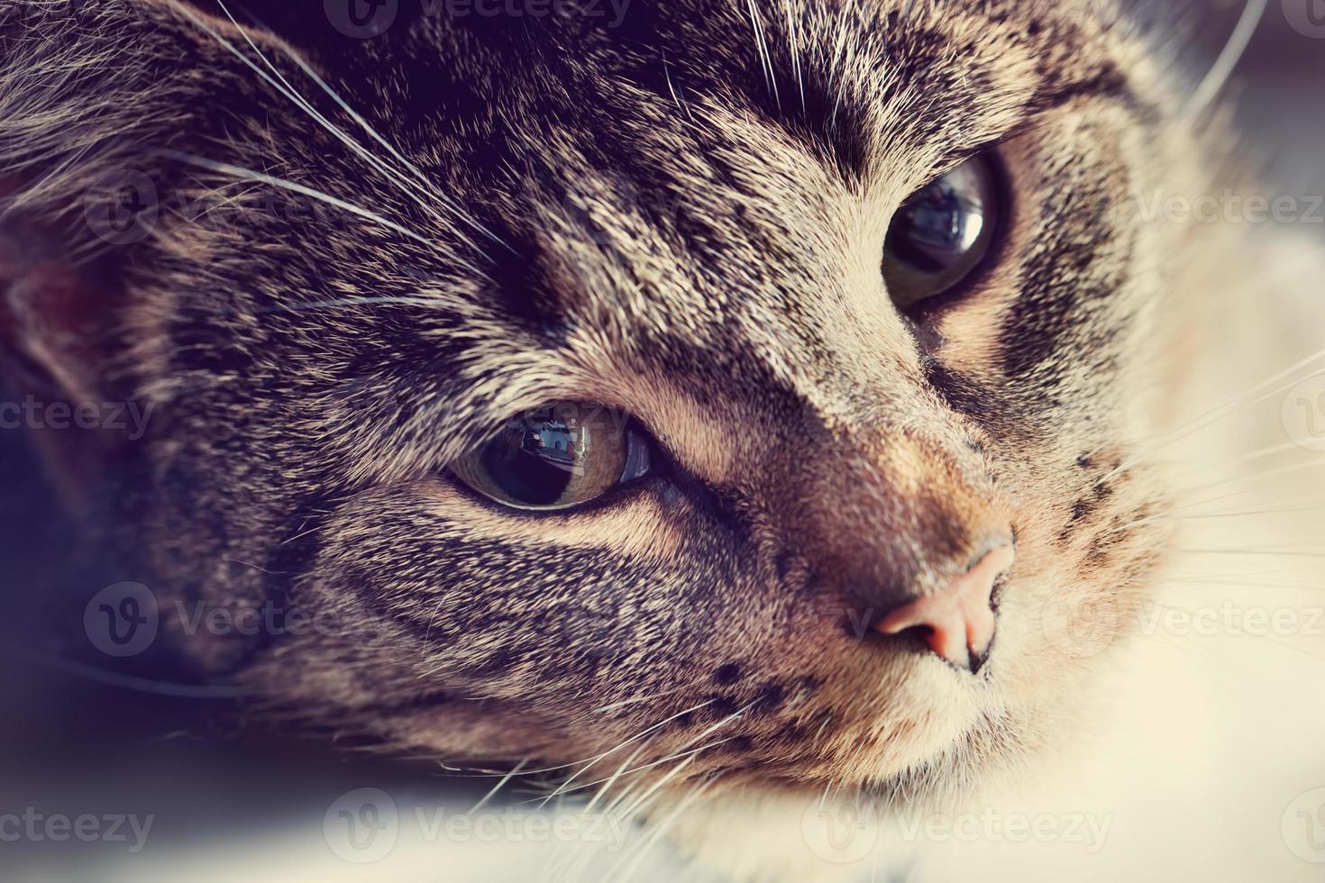 Cute cat lying in lazy, sleepy pose. Eyes close-up portrait photo