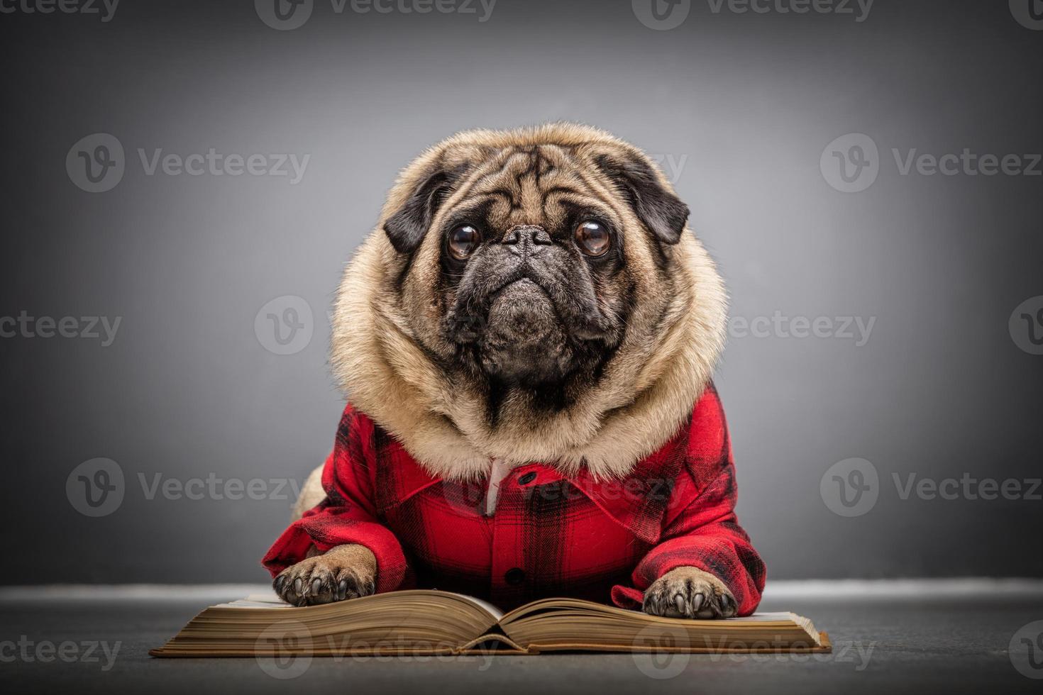 Fluffy pug dog laying on an old book. photo