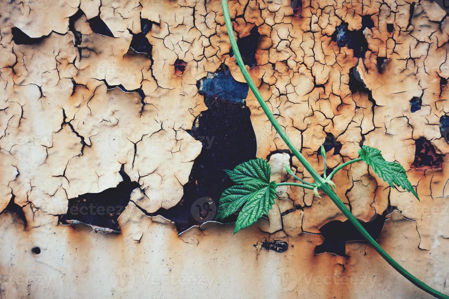 Green plant and cracking paint on a rusty door. photo