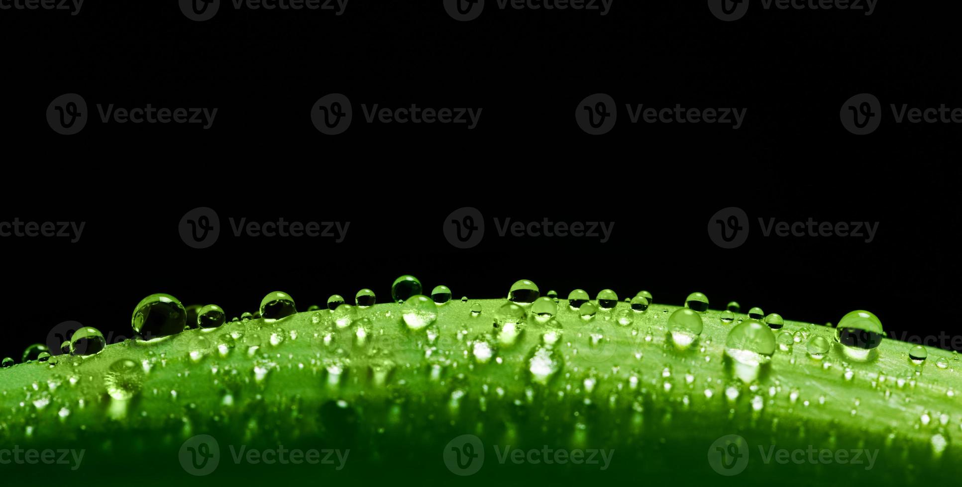 Green fresh leaf with water drops on its surface. Nature photo