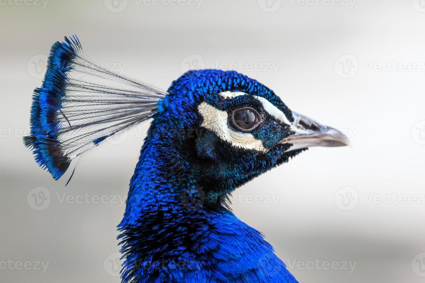 Peacock head portrait photo