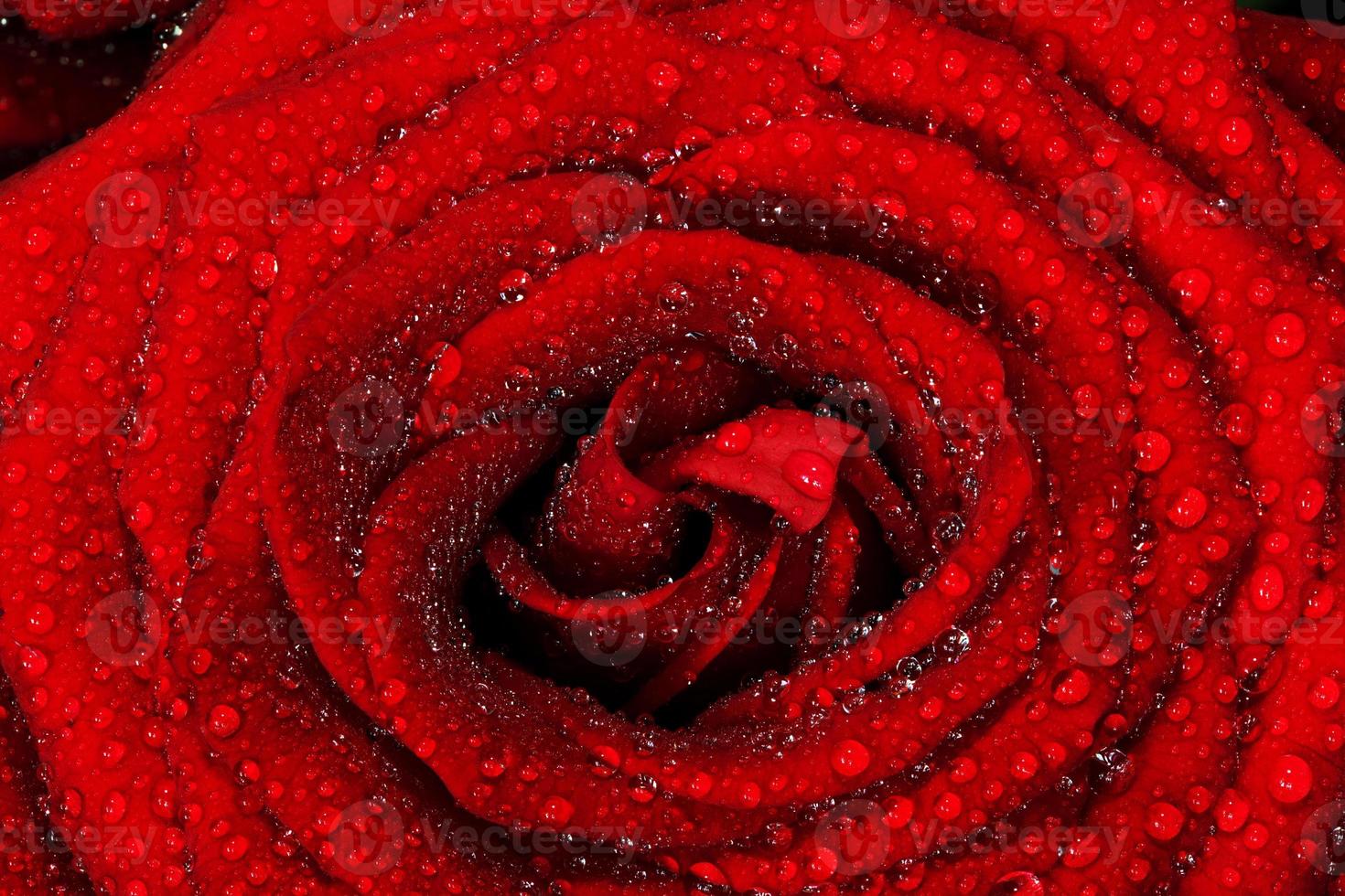 Red wet rose flower close-up. Greeting card or background for Valentines day, wedding. photo